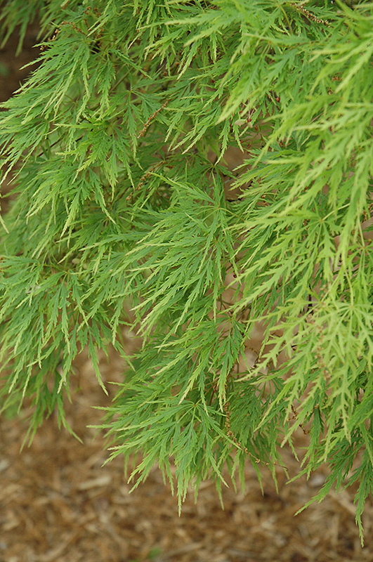 Cutleaf Japanese Maple (Acer palmatum 'Dissectum') at Oakland Nurseries Inc