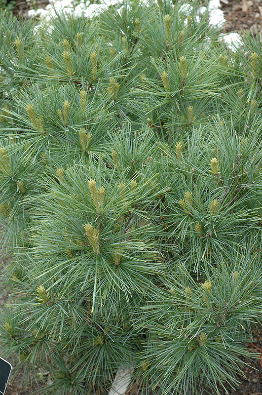 Blue Shag White Pine (Pinus strobus 'Blue Shag') at Oakland Nurseries Inc