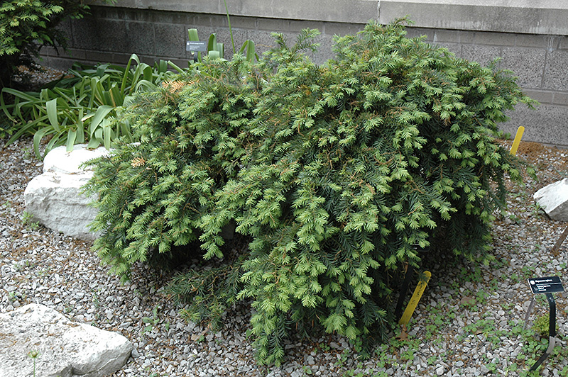 Dwarf Japanese Plum Yew (Cephalotaxus harringtonia 'Nana') at Oakland Nurseries Inc