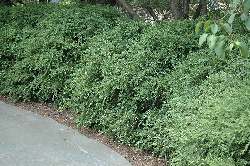 Wintergreen Boxwood (Buxus microphylla 'Wintergreen') at Oakland Nurseries Inc
