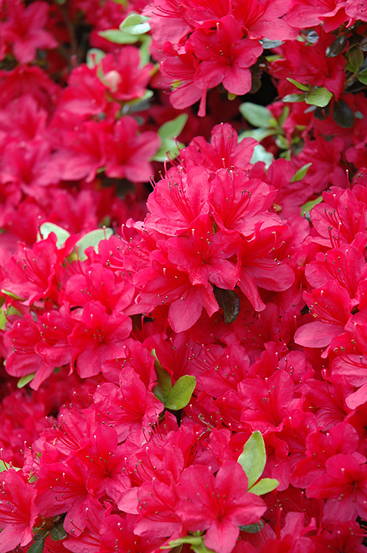 Hino Crimson Azalea (Rhododendron 'Hino Crimson') at Oakland Nurseries Inc