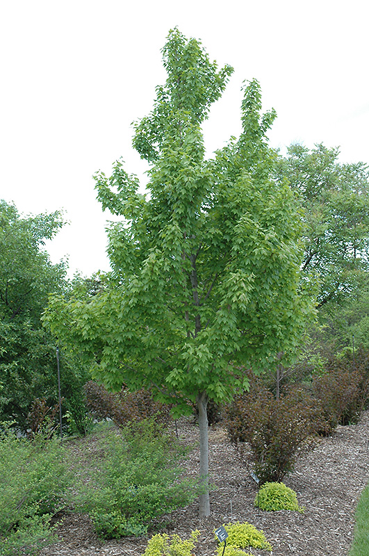 Sun Valley Red Maple (Acer rubrum 'Sun Valley') in Columbus Dublin ...