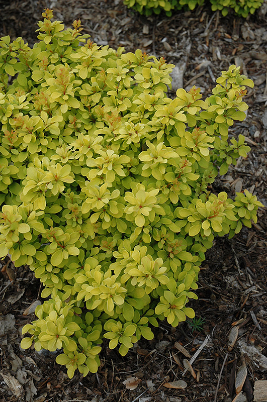 Sunjoy® Gold Beret Dwarf Japanese Barberry (Berberis thunbergii 'Talago ...