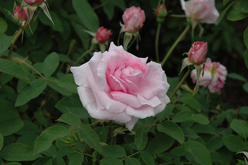 The Mayflower Rose (Rosa 'The Mayflower') at Oakland Nurseries Inc