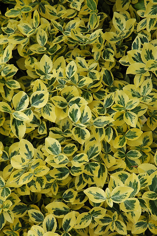 Emerald 'n' Gold Wintercreeper (Euonymus fortunei 'Emerald 'n' Gold') at Oakland Nurseries Inc