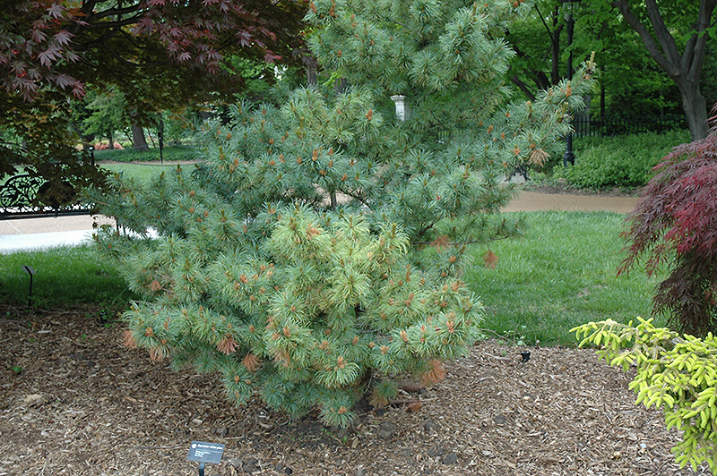 Bergman Japanese White Pine (Pinus parviflora 'Bergmani') at Oakland Nurseries Inc