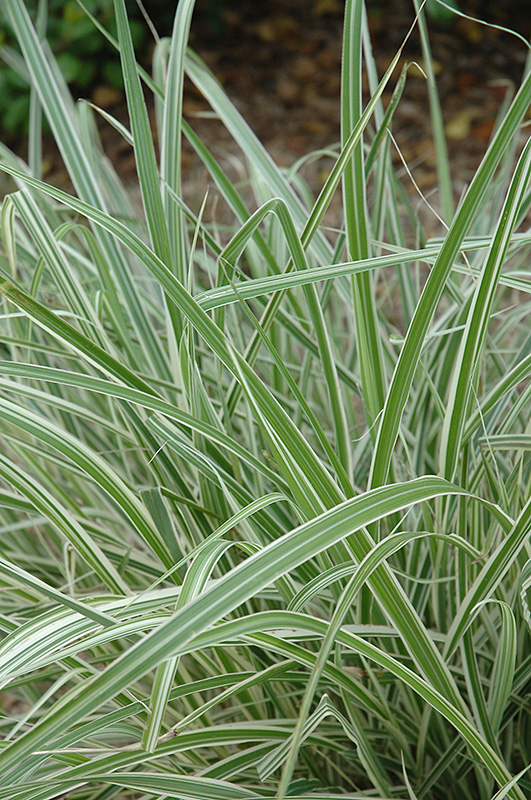 Rigoletto Maiden Grass (Miscanthus sinensis 'Rigoletto') at Oakland Nurseries Inc
