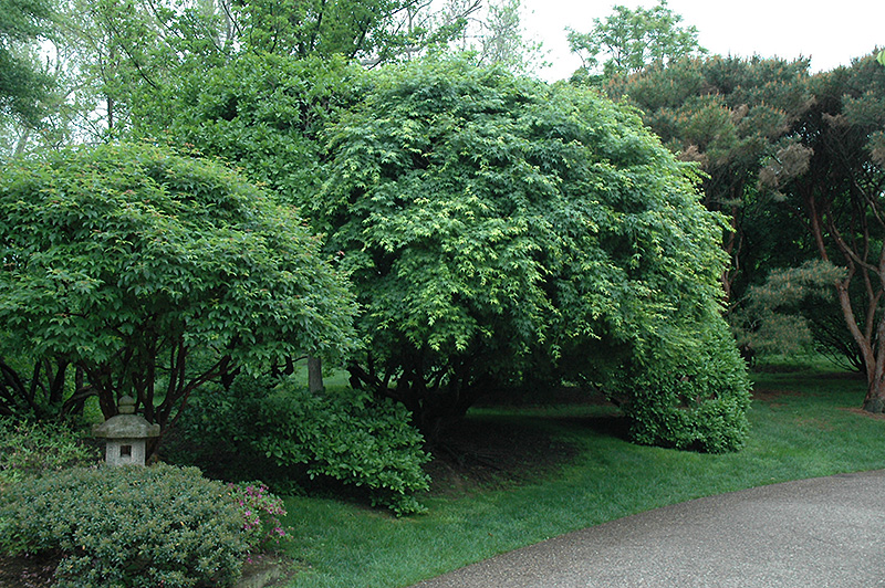 Japanese Maple (Acer palmatum) at Oakland Nurseries Inc