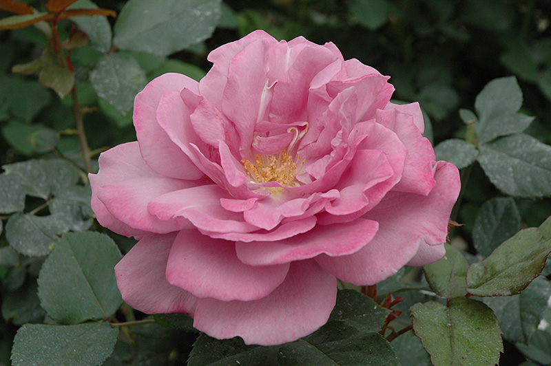 Royal Amethyst Rose (Rosa 'Royal Amethyst') in Columbus Dublin Delaware ...