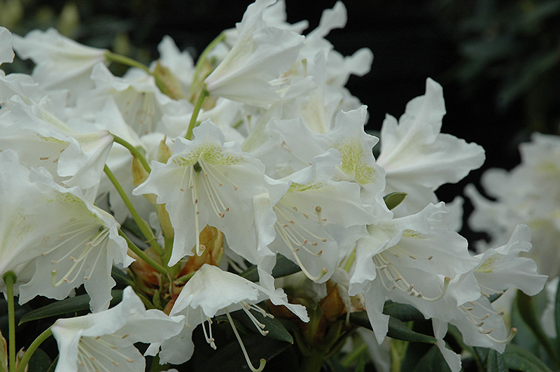 Cunningham White Rhododendron (Rhododendron 'Cunningham White') at Oakland Nurseries Inc