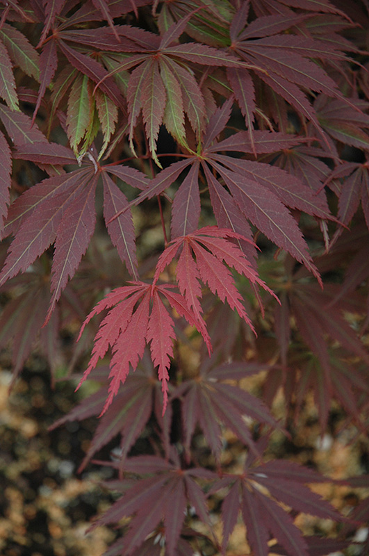 Burgundy Lace Japanese Maple (Acer palmatum 'Burgundy Lace') at Oakland Nurseries Inc