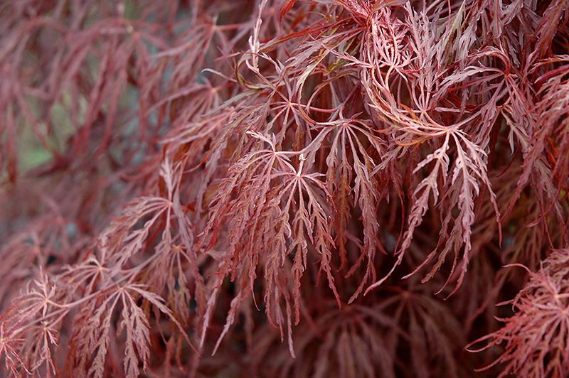Crimson Queen Japanese Maple (Acer palmatum 'Crimson Queen') at Oakland Nurseries Inc