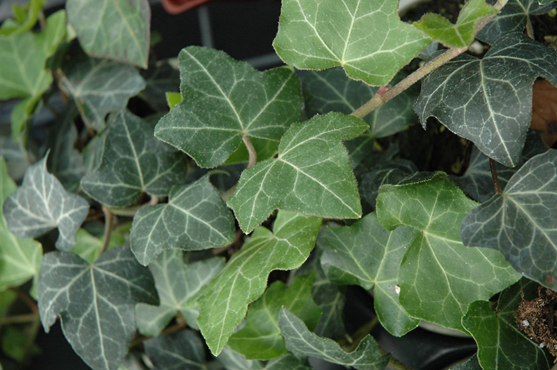 Baltic Ivy (Hedera helix 'Baltica') at Oakland Nurseries Inc