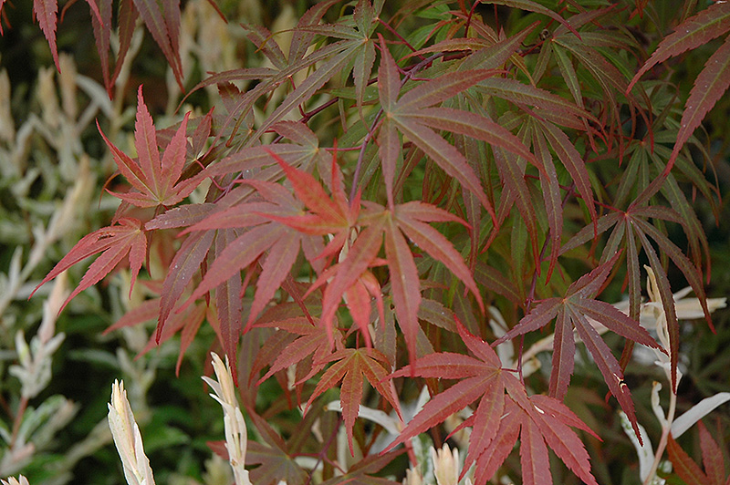 Dwarf Red Pygmy Japanese Maple (Acer palmatum 'Red Pygmy') at Oakland Nurseries Inc
