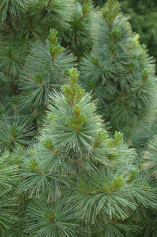 Dense Dwarf White Pine (Pinus strobus 'Brevifolia') at Oakland Nurseries Inc