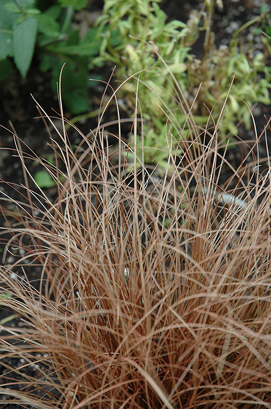 Weeping Brown Sedge (Carex flagellifera) at Oakland Nurseries Inc