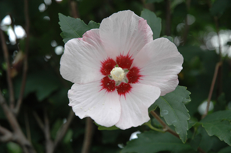 Red Heart Rose Of Sharon (Hibiscus syriacus 'Red Heart') in Columbus ...