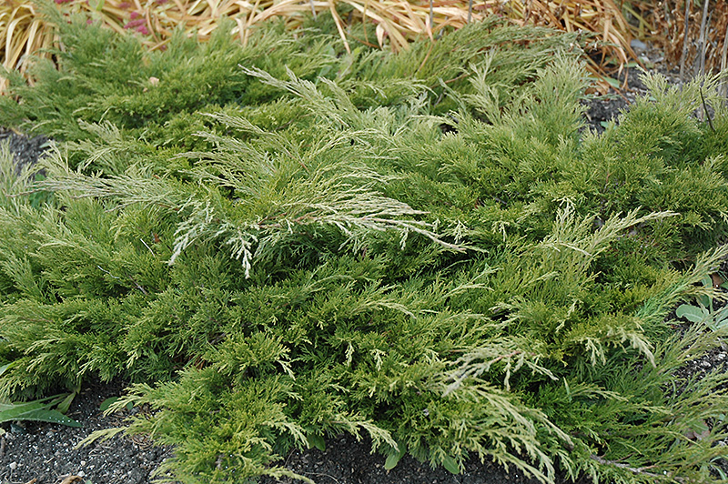 Download Calgary Carpet Juniper (Juniperus sabina 'Calgary Carpet') in Columbus Dublin Delaware Grove ...