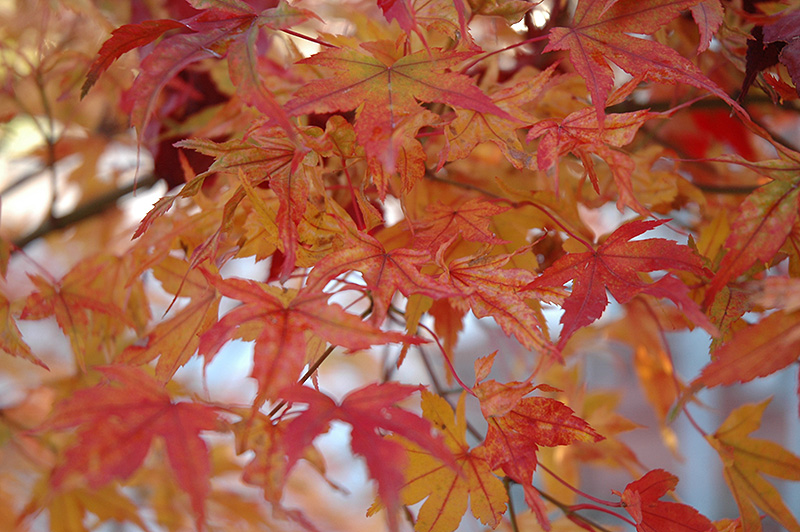 Butterfly Variegated Japanese Maple (Acer palmatum 'Butterfly') at Oakland Nurseries Inc