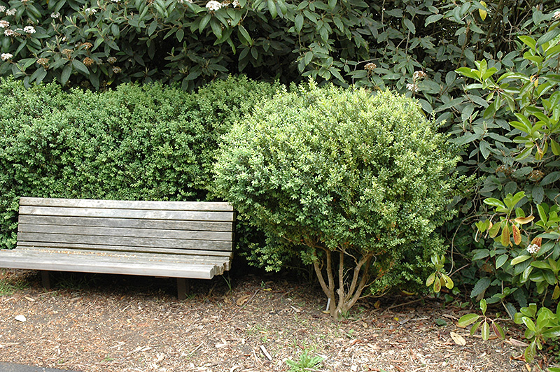 Common Boxwood (Buxus sempervirens) at Oakland Nurseries Inc