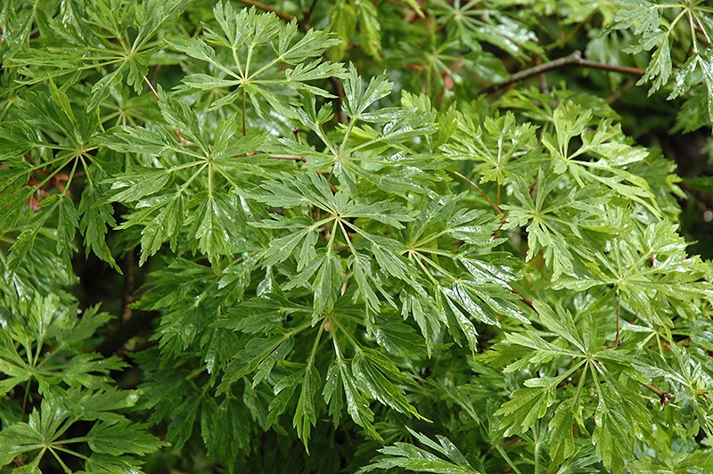 Green Cascade Maple (Acer japonicum 'Green Cascade') at Oakland Nurseries Inc