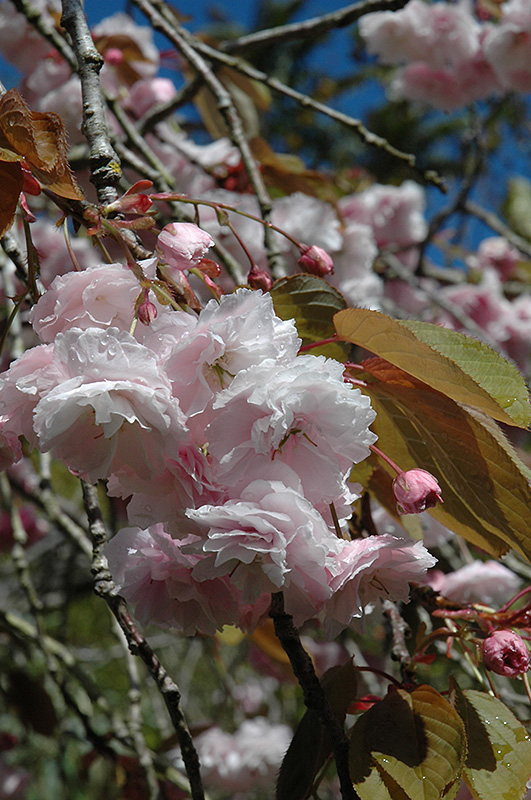 White Flowering Cherry (Prunus serrulata 'Alborosea') at Oakland Nurseries Inc