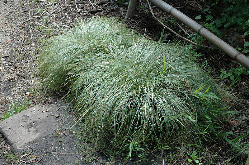 New Zealand Hair Sedge (Carex comans 'Frosted Curls') at Oakland Nurseries Inc