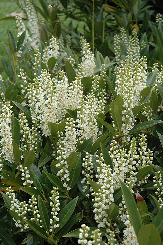 Otto Luyken Dwarf Cherry Laurel (Prunus laurocerasus 'Otto Luyken') in