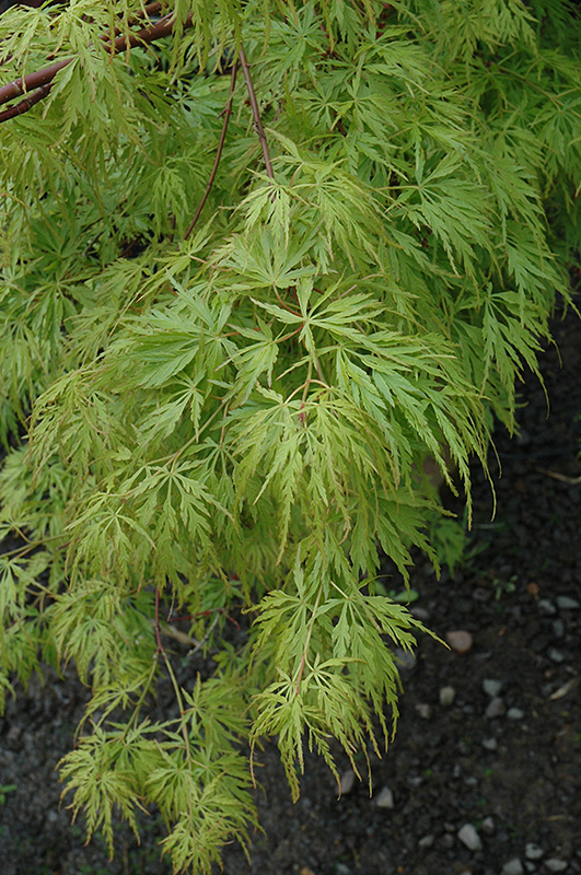 Seiryu Japanese Maple (Acer palmatum 'Seiryu') at Oakland Nurseries Inc