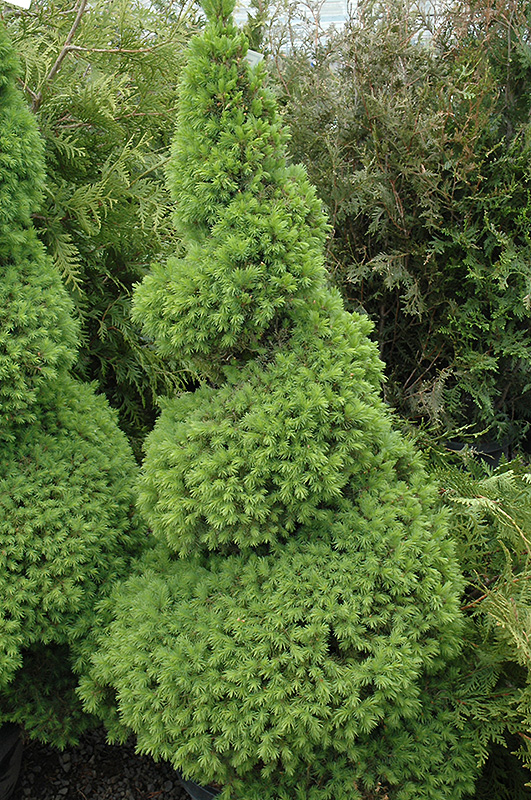 Dwarf Alberta Spruce (Picea glauca 'Conica (spiral)') in