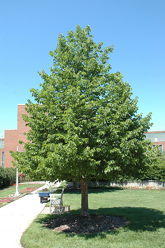 Turkish Hazelnut (Corylus colurna) in Columbus Dublin Delaware Grove