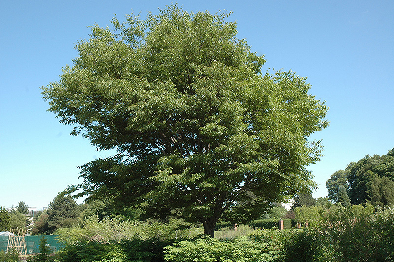 Village Green Zelkova (Zelkova serrata 'Village Green') in Columbus ...