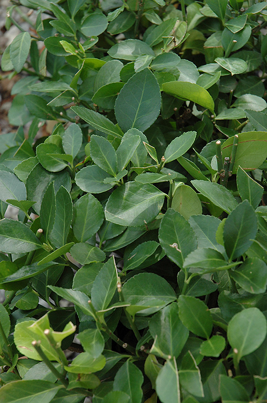 Manhattan Spreading Euonymus (Euonymus kiautschovicus 'Manhattan') in