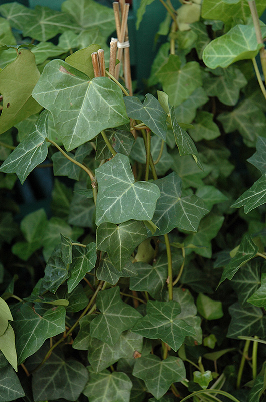 Thorndale Ivy (Hedera helix 'Thorndale') at Oakland Nurseries Inc