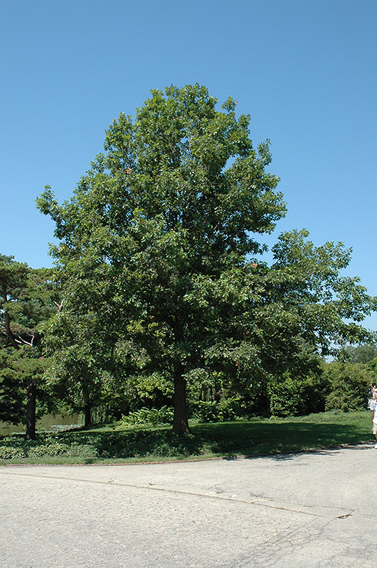Shumard Oak (Quercus shumardii) in Columbus Dublin Delaware Grove City