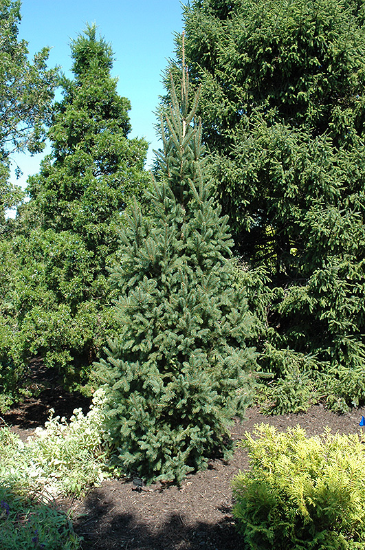 Columnar Norway Spruce (Picea abies 'Cupressina') at Oakland Nurseries Inc