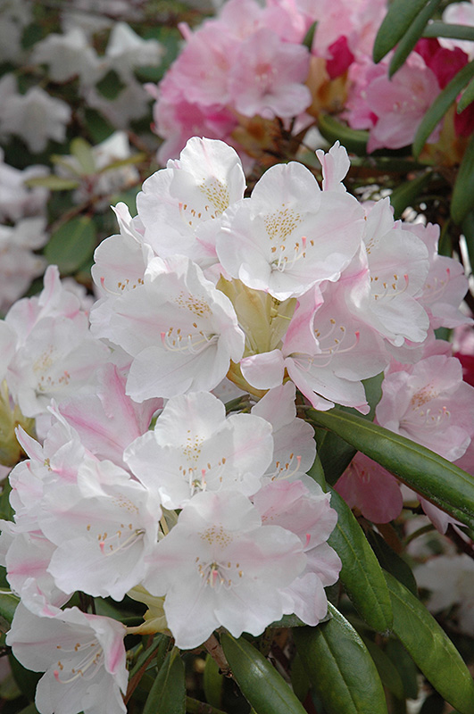 Yakushima Rhododendron (Rhododendron yakushimanum) at Oakland Nurseries Inc