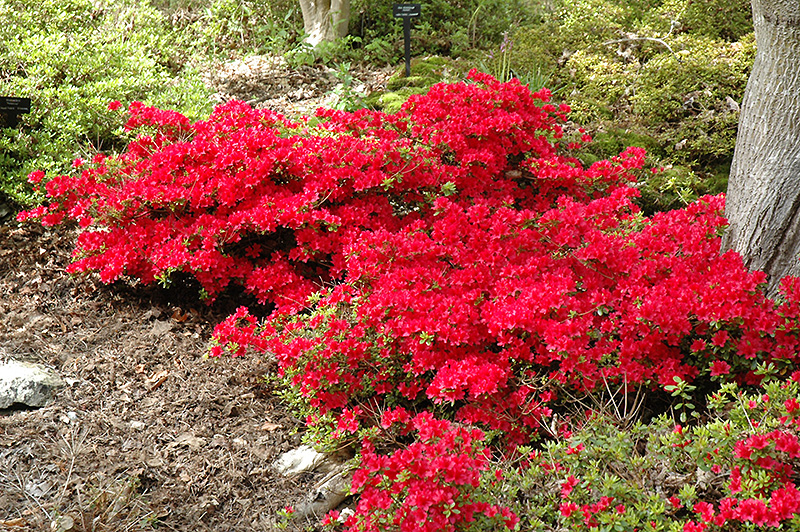 Hino Crimson Azalea (Rhododendron 'Hino Crimson') at Oakland Nurseries Inc
