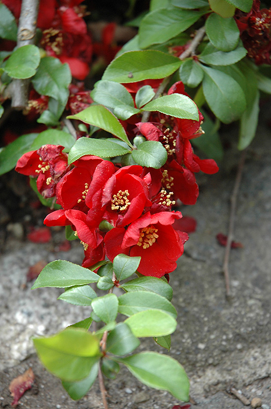 Crimson and Gold Flowering Quince (Chaenomeles x superba 'Crimson and Gold') at Oakland Nurseries Inc