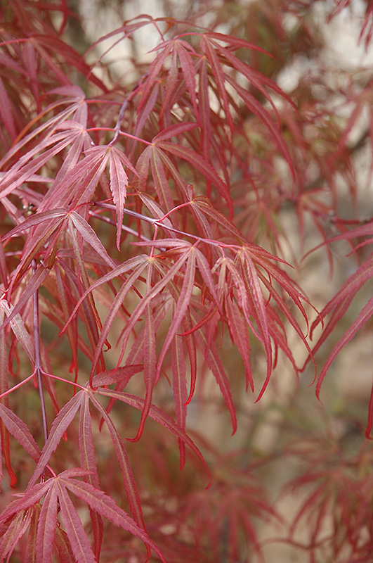 Ribbon-leaf Japanese Maple (Acer palmatum 'Atrolineare') at Oakland Nurseries Inc