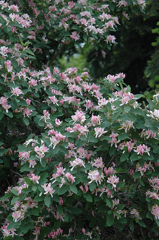 Tatarian Honeysuckle (Lonicera tatarica) in Columbus Dublin Delaware