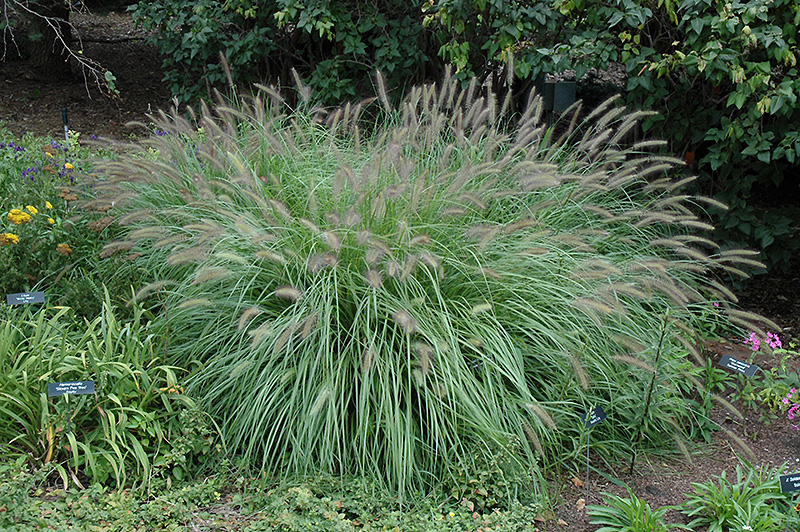 Fountain Grass (Pennisetum alopecuroides) at Oakland Nurseries Inc