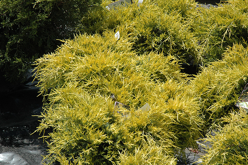 Sea Of Gold Juniper (Juniperus x media 'Sea Of Gold') at Oakland Nurseries Inc