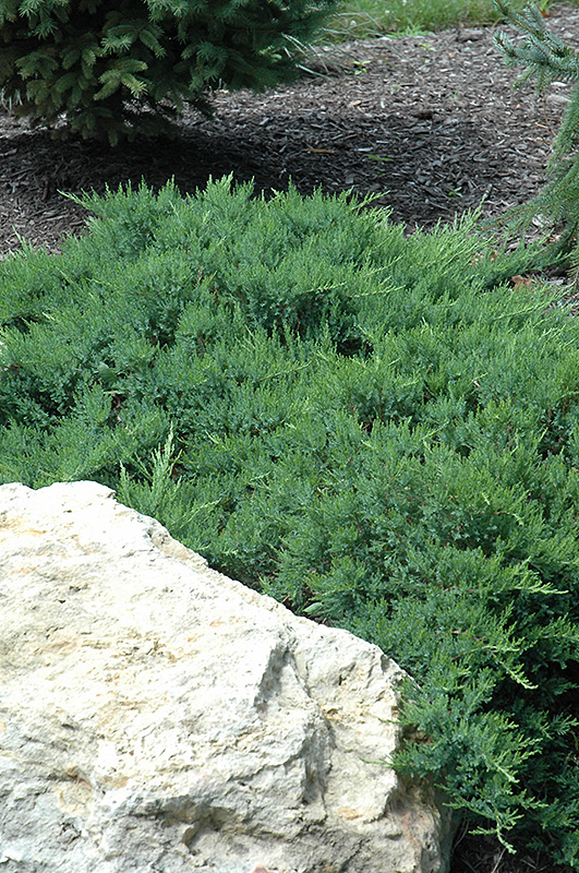 Broadmoor Juniper (Juniperus sabina 'Broadmoor') at Oakland Nurseries Inc