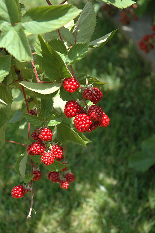 Heritage Raspberry (Rubus 'Heritage') at Oakland Nurseries Inc