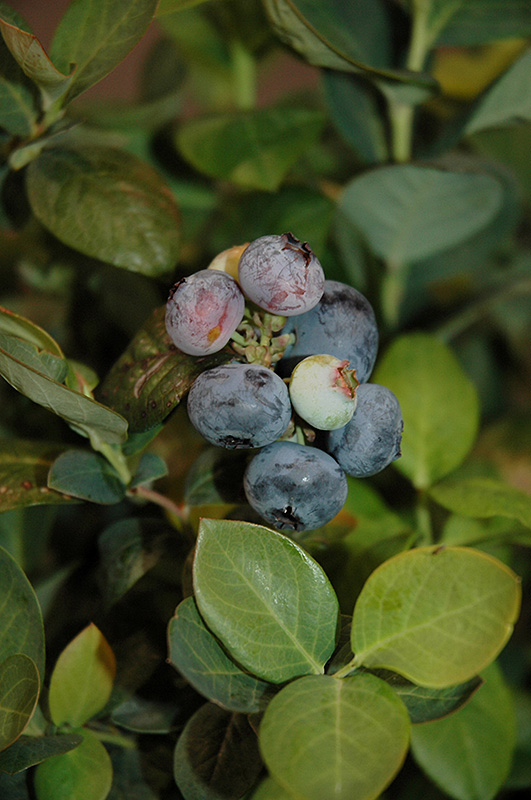 Peach Sorbet Blueberry (Vaccinium 'ZF06-043') at Oakland Nurseries Inc
