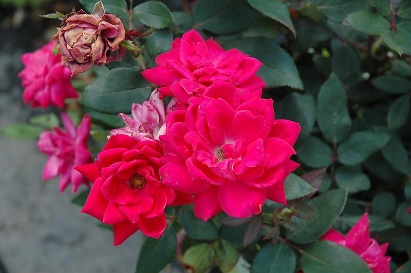 Knock Out Double Red Rose (Rosa 'Radtko') at Oakland Nurseries Inc