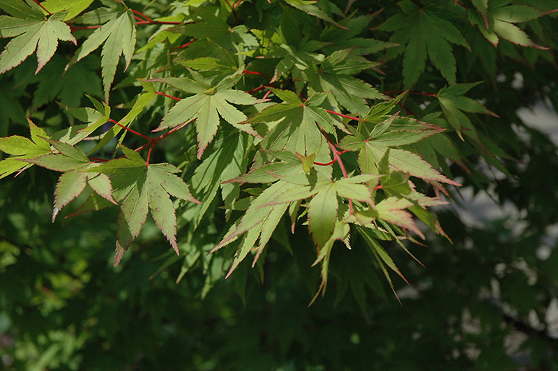 Tobiosho Japanese Maple (Acer palmatum 'Tobiosho') at Oakland Nurseries Inc