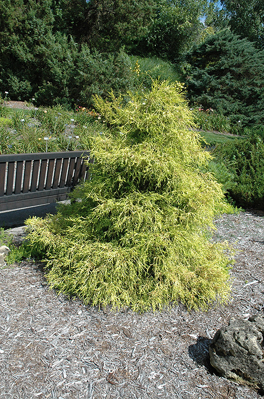 Lemon Thread Falsecypress Chamaecyparis Pisifera Lemon Thread In Columbus Dublin Delaware Grove City Gahanna Bexley Ohio Oh At Oakland Nurseries Inc