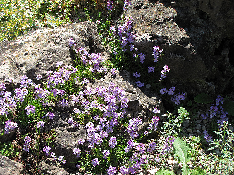 Rock cress, Alpine, Perennial, Flowering